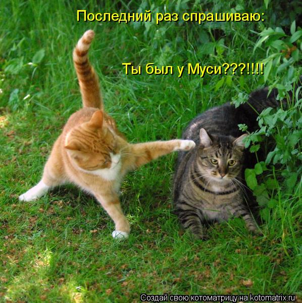 Последний раз спрашиваю: Ты был у Муси???!!!!... Котоматрица: Последний раз спрашиваю: Ты был у Муси???!!!!