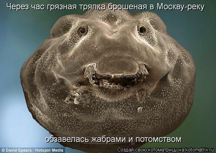 Через час грязная тряпка брошеная в Москву-реку обзавелась жабрами и потомством... Котоматрица: Через час грязная тряпка брошеная в Москву-реку обзавелась жабрами и потомством
