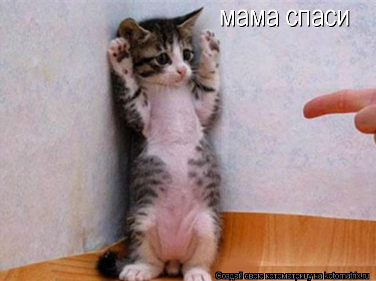 мама спаси... Котоматрица: мама спаси