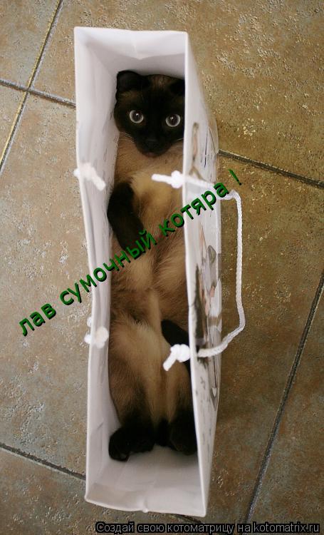 лав сумочный котяра !... Котоматрица: лав сумочный котяра !