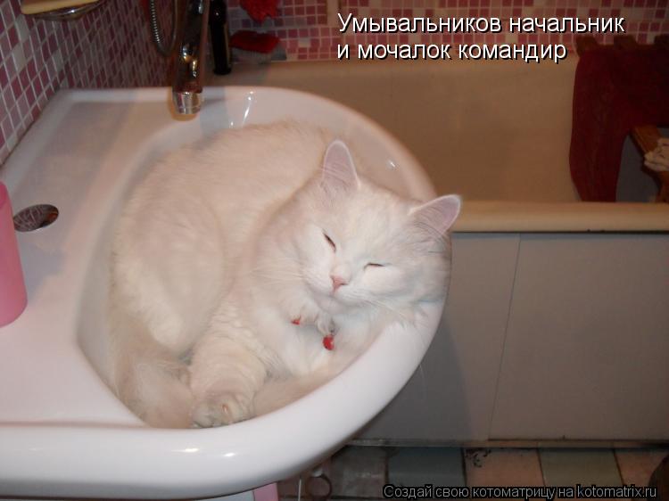 моч и мочалок командир Умывальников начальник... Котоматрица: моч и мочалок командир Умывальников начальник