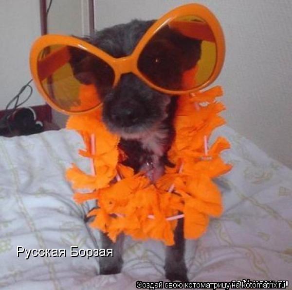 Русская Борзая... Котоматрица: Русская Борзая