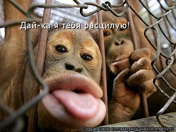 Дай-ка я тебя расцилую!... Котоматрица: Дай-ка я тебя расцилую!