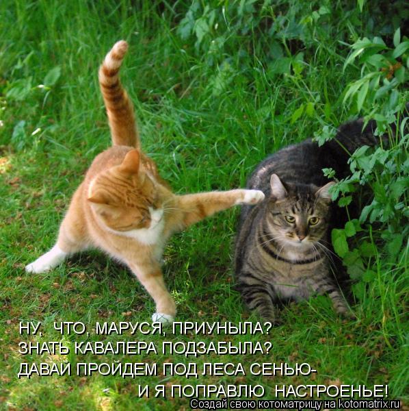 НУ, ЧТО, МАРУСЯ, ПРИУНЫЛА? ЗНАТЬ КАВАЛЕРА ПОДЗАБЫЛА? ДАВАЙ ПРОЙДЕМ ПОД ЛЕСА СЕНЬЮ- И Я ПОПРАВЛЮ НАС... Котоматрица: НУ, ЧТО, МАРУСЯ, ПРИУНЫЛА? ЗНАТЬ КАВАЛЕРА ПОДЗАБЫЛА? ДАВАЙ ПРОЙДЕМ ПОД ЛЕСА СЕНЬЮ- И Я ПОПРАВЛЮ НАСТРОЕНЬЕ!