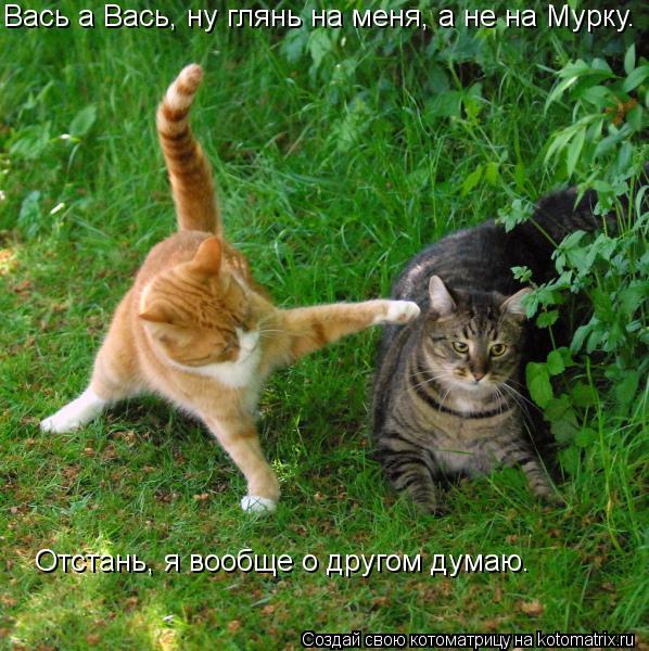 Вась а Вась, ну глянь на меня, а не на Мурку. Отстань, я вообще о другом думаю.... Котоматрица: Вась а Вась, ну глянь на меня, а не на Мурку. Отстань, я вообще о другом думаю.