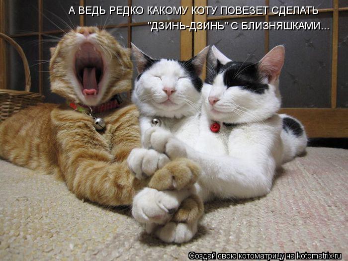 А ВЕДЬ РЕДКО КАКОМУ КОТУ ПОВЕЗЕТ СДЕЛАТЬ "ДЗИНЬ-ДЗИНЬ" С БЛИЗНЯШКАМИ...... Котоматрица: А ВЕДЬ РЕДКО КАКОМУ КОТУ ПОВЕЗЕТ СДЕЛАТЬ "ДЗИНЬ-ДЗИНЬ" С БЛИЗНЯШКАМИ...