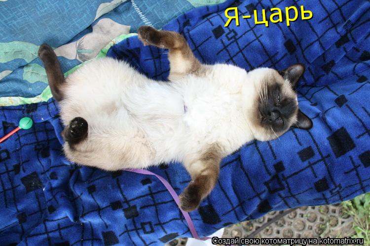 Я-царь... Котоматрица: Я-царь
