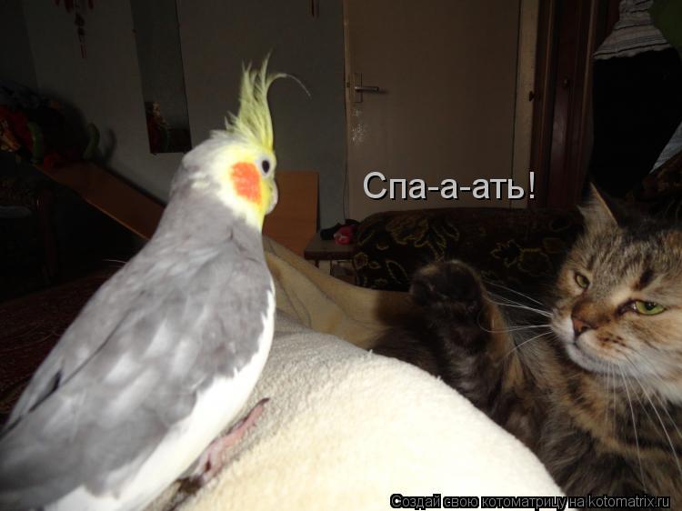 Спа-а-ать!... Котоматрица: Спа-а-ать!