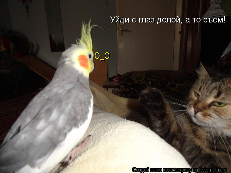 Уйди с глаз долой, а то съем! О_О... Котоматрица: Уйди с глаз долой, а то съем! О_О