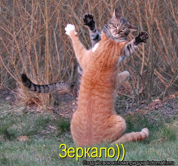 Зеркало))... Котоматрица: Зеркало))