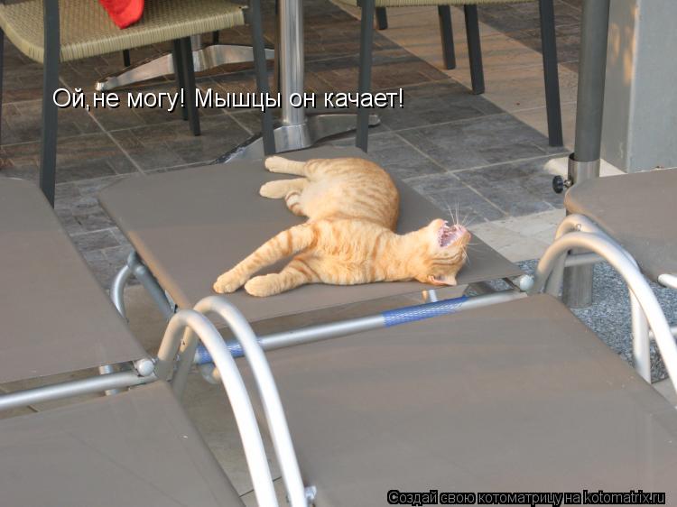 Ой,не могу! Мышцы он качает!... Котоматрица: Ой,не могу! Мышцы он качает!