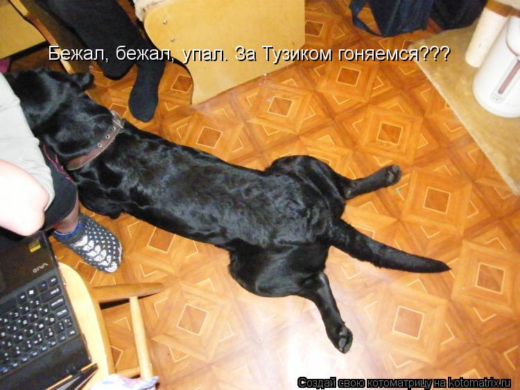Бежал, бежал, упал. За Тузиком гоняемся???... Котоматрица: Бежал, бежал, упал. За Тузиком гоняемся???