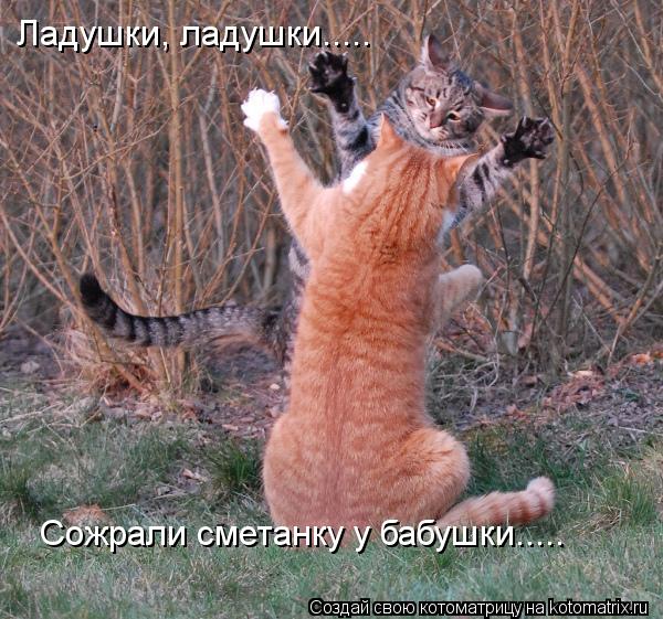 Ладушки, ладушки..... Сожрали сметанку у бабушки........ Котоматрица: Ладушки, ладушки..... Сожрали сметанку у бабушки.....