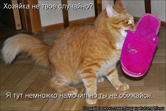 Хозяйка не твоё случайно? Я тут немножко намочил но ты не обижайся.... Котоматрица: Хозяйка не твоё случайно? Я тут немножко намочил но ты не обижайся.