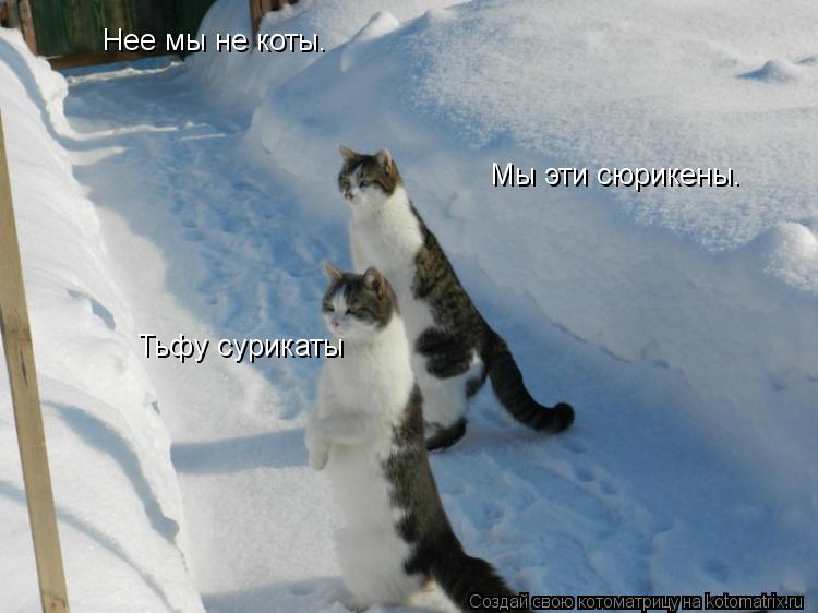 Нее мы не коты. Мы эти сюрикены. Тьфу сурикаты... Котоматрица: Нее мы не коты. Мы эти сюрикены. Тьфу сурикаты