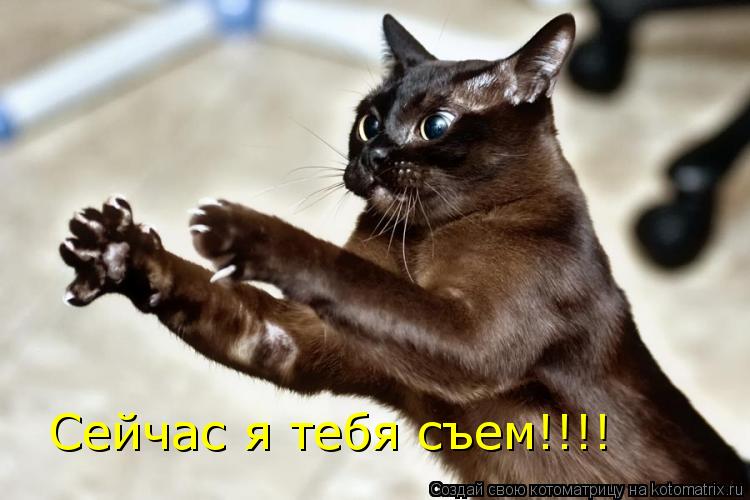 Сейчас я тебя съем!!!!... Котоматрица: Сейчас я тебя съем!!!!