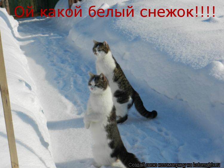 Ой какой белый снежок!!!!... Котоматрица: Ой какой белый снежок!!!!