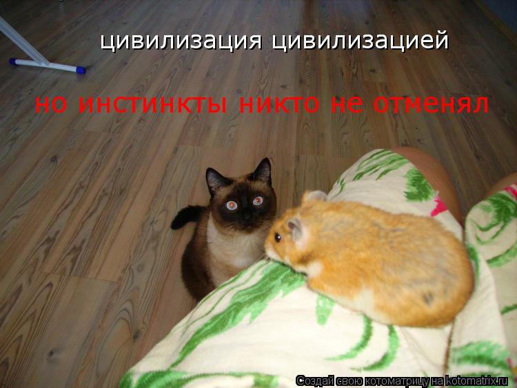 цивилизация цивилизацией цивилизация цивилизацией но инстинкты никто не отменял... Котоматрица: цивилизация цивилизацией цивилизация цивилизацией но инстинкты никто не отменял