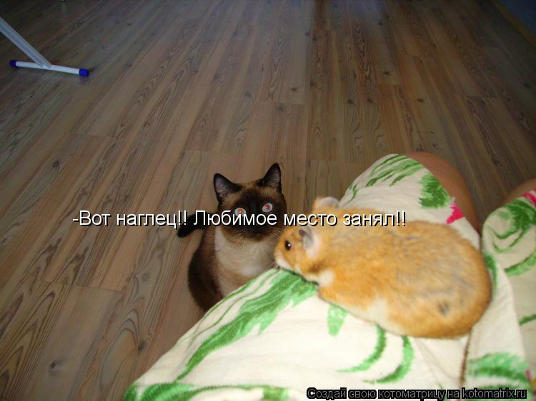-Вот наглец!! Любимое место занял!!... Котоматрица: -Вот наглец!! Любимое место занял!!