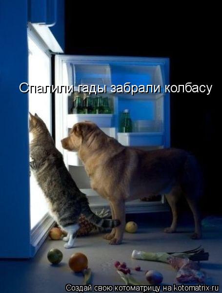 Спалили гады забрали колбасу... Котоматрица: Спалили гады забрали колбасу
