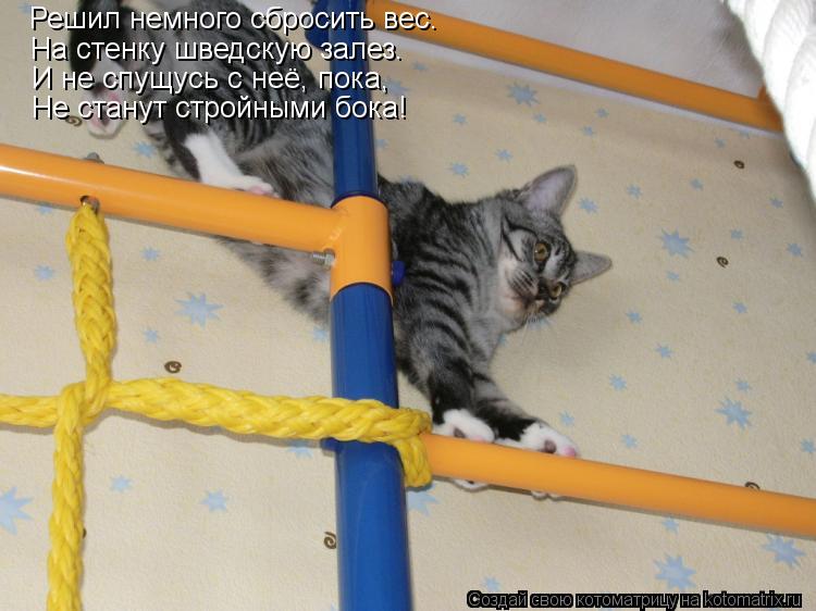 Решил немного сбросить вес. На стенку шведскую залез. Не станут стройными бока! И не спущусь с неё, п... Котоматрица: Решил немного сбросить вес. На стенку шведскую залез. Не станут стройными бока! И не спущусь с неё, пока,