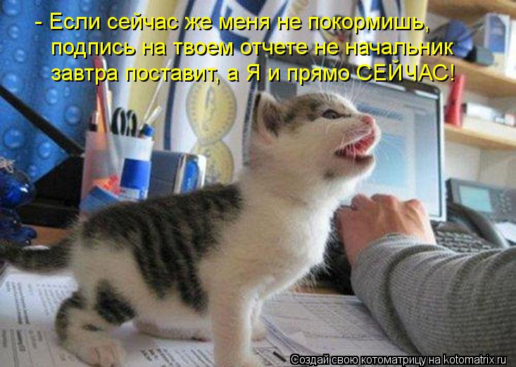 - Если сейчас же меня не покормишь, подпись на твоем отчете не начальник завтра поставит, а Я и прямо... Котоматрица: - Если сейчас же меня не покормишь, подпись на твоем отчете не начальник завтра поставит, а Я и прямо СЕЙЧАС!