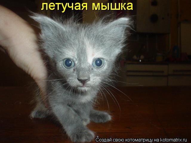 летучая мышка... Котоматрица: летучая мышка