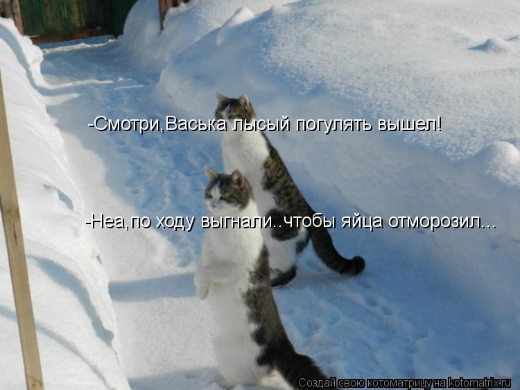 -Смотри,Васька лысый погулять вышел! -Неа,по ходу выгнали..чтобы яйца отморозил...... Котоматрица: -Смотри,Васька лысый погулять вышел! -Неа,по ходу выгнали..чтобы яйца отморозил...