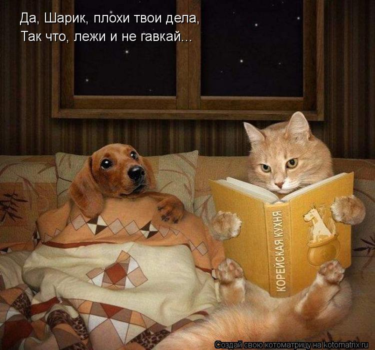 Да, Шарик, плохи твои дела, Так что, лежи и не гавкай...... Котоматрица: Да, Шарик, плохи твои дела, Так что, лежи и не гавкай...
