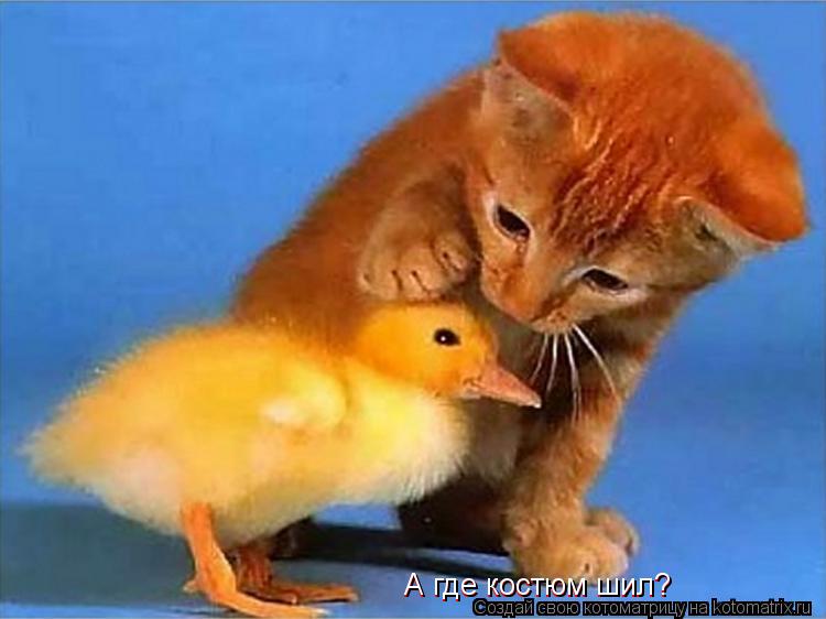 А где костюм шил? А где костюм шил?... Котоматрица: А где костюм шил? А где костюм шил?