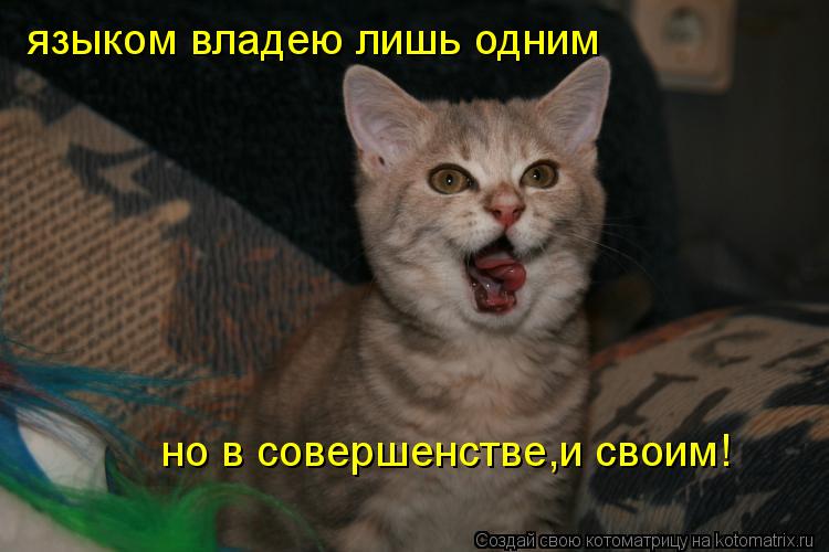 языком владею лишь одним но в совершенстве,и своим!... Котоматрица: языком владею лишь одним но в совершенстве,и своим!