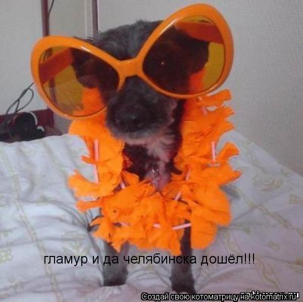 гламур и да челябинска дошёл!!!... Котоматрица: гламур и да челябинска дошёл!!!