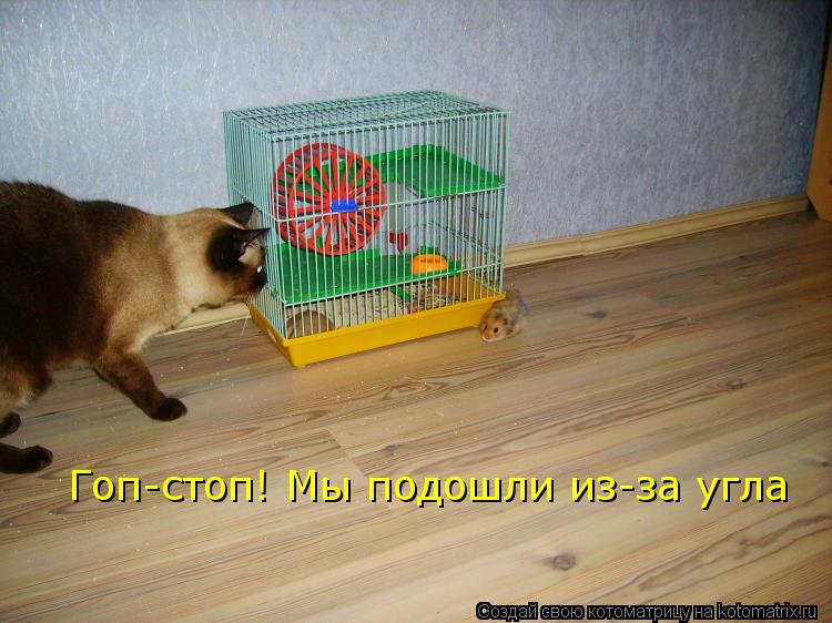 Гоп-стоп! Мы подошли из-за угла... Котоматрица: Гоп-стоп! Мы подошли из-за угла