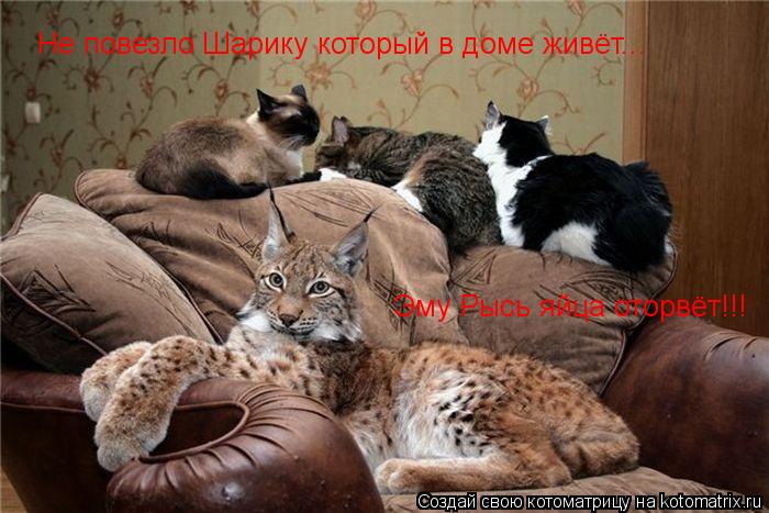 Не повезло Шарику который в доме живёт... Эму Рысь яйца оторвёт!!!... Котоматрица: Не повезло Шарику который в доме живёт... Эму Рысь яйца оторвёт!!!