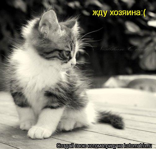 жду хозяина:( жду хозяина:( жду хозяина:(... Котоматрица: жду хозяина:( жду хозяина:( жду хозяина:(