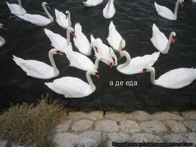 а де еда... Котоматрица: а де еда