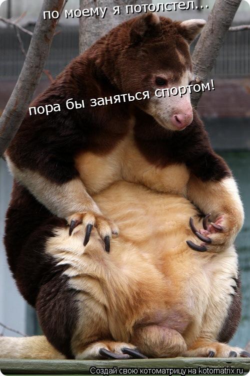 по моему я потолстел... пора бы заняться спортом!... Котоматрица: по моему я потолстел... пора бы заняться спортом!