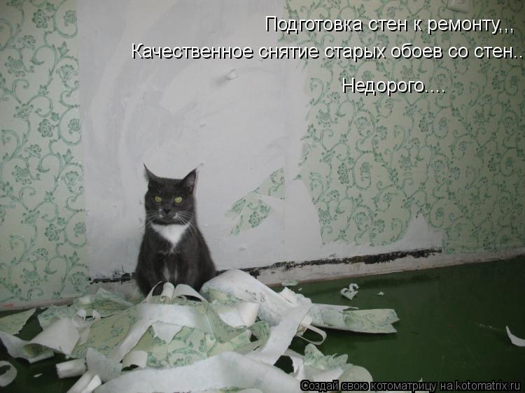 Подготовка стен к ремонту,,, Качественное снятие старых обоев со стен... Недорого....... Котоматрица: Подготовка стен к ремонту,,, Качественное снятие старых обоев со стен... Недорого....