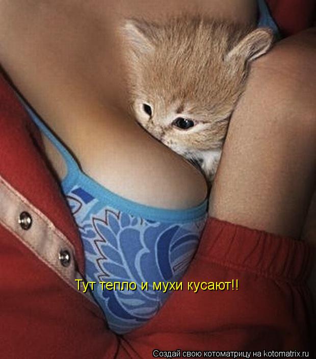 Тут тепло и мухи кусают!!... Котоматрица: Тут тепло и мухи кусают!!