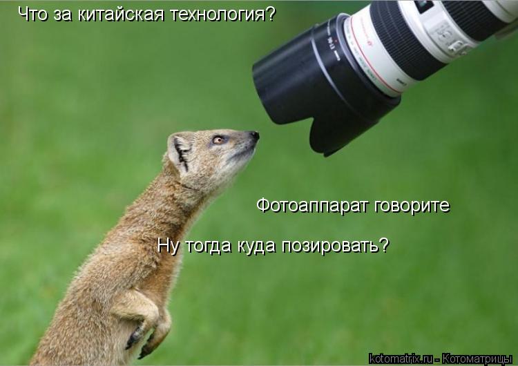 Что за китайская технология? Фотоаппарат говорите Ну тогда куда позировать?... Котоматрица: Что за китайская технология? Фотоаппарат говорите Ну тогда куда позировать?