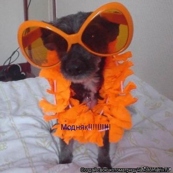 Модняк!!!!!!!!!!... Котоматрица: Модняк!!!!!!!!!!