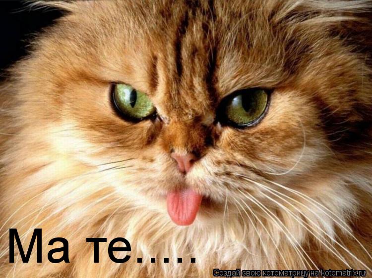Ма те........ Котоматрица: Ма те.....