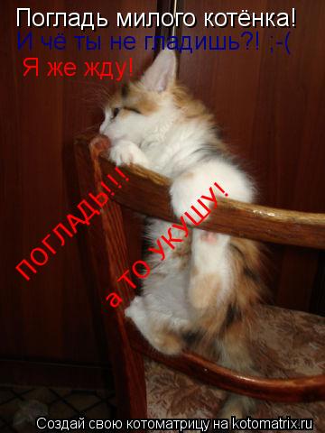 Погладь милого котёнка! И чё ты не гладишь?! ;-( Я же жду! ПОГЛАДЬ!!! а ТО УКУШУ!... Котоматрица: Погладь милого котёнка! И чё ты не гладишь?! ;-( Я же жду! ПОГЛАДЬ!!! а ТО УКУШУ!