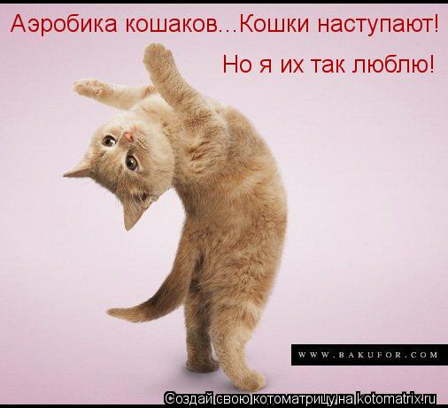 Аэробика кошаков...Кошки наступают! Но я их так люблю!... Котоматрица: Аэробика кошаков...Кошки наступают! Но я их так люблю!