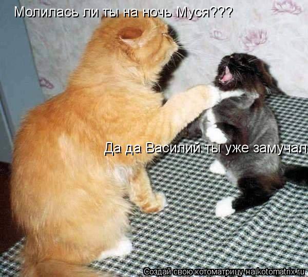 Молилась ли ты на ночь Муся??? Да да Василий ты уже замучал!... Котоматрица: Молилась ли ты на ночь Муся??? Да да Василий ты уже замучал!