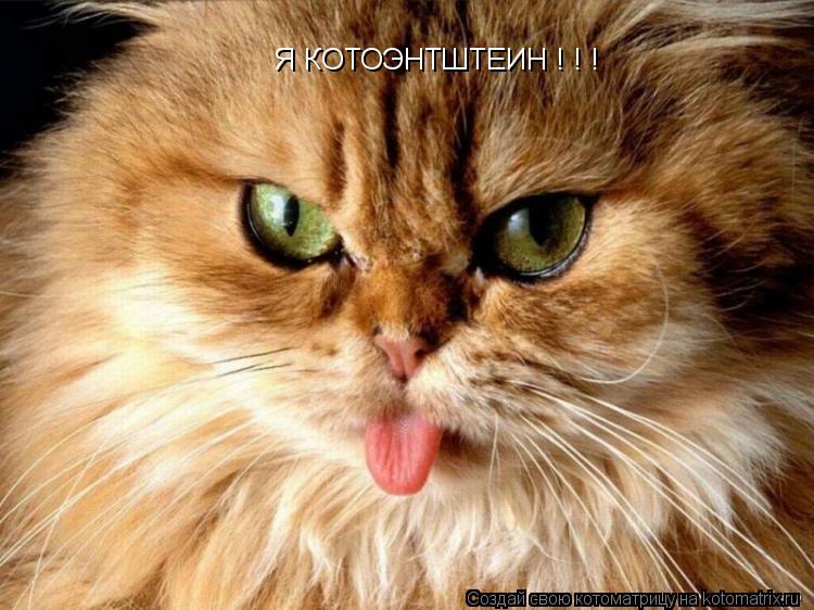 Я КОТОЭНТШТЕИН ! ! !... Котоматрица: Я КОТОЭНТШТЕИН ! ! !