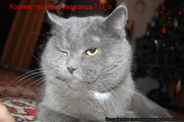 Хозяин, ты меня уважаешь? О_о... Котоматрица: Хозяин, ты меня уважаешь? О_о