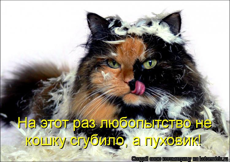 На этот раз любопытство не кошку сгубило, а пуховик!... Котоматрица: На этот раз любопытство не кошку сгубило, а пуховик!
