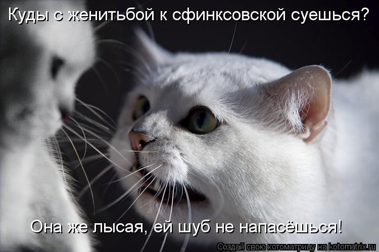 Куды с женитьбой к сфинксовской суешься? Она же лысая, ей шуб не напасёшься!... Котоматрица: Куды с женитьбой к сфинксовской суешься? Она же лысая, ей шуб не напасёшься!