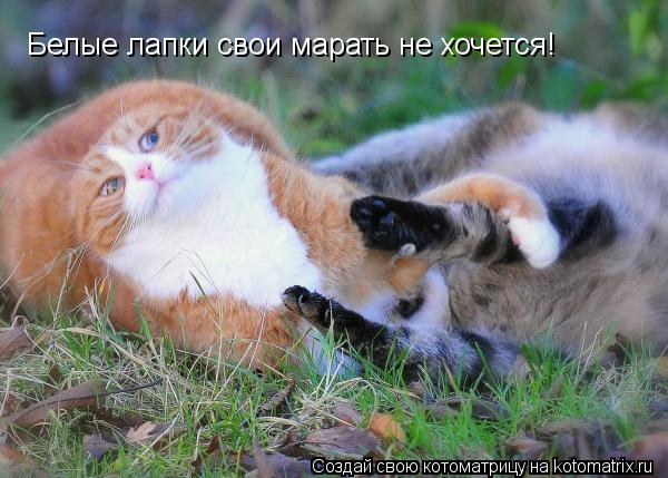 Белые лапки свои марать не хочется!... Котоматрица: Белые лапки свои марать не хочется!